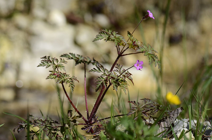 Geranium robertianum / Geranio di San Roberto